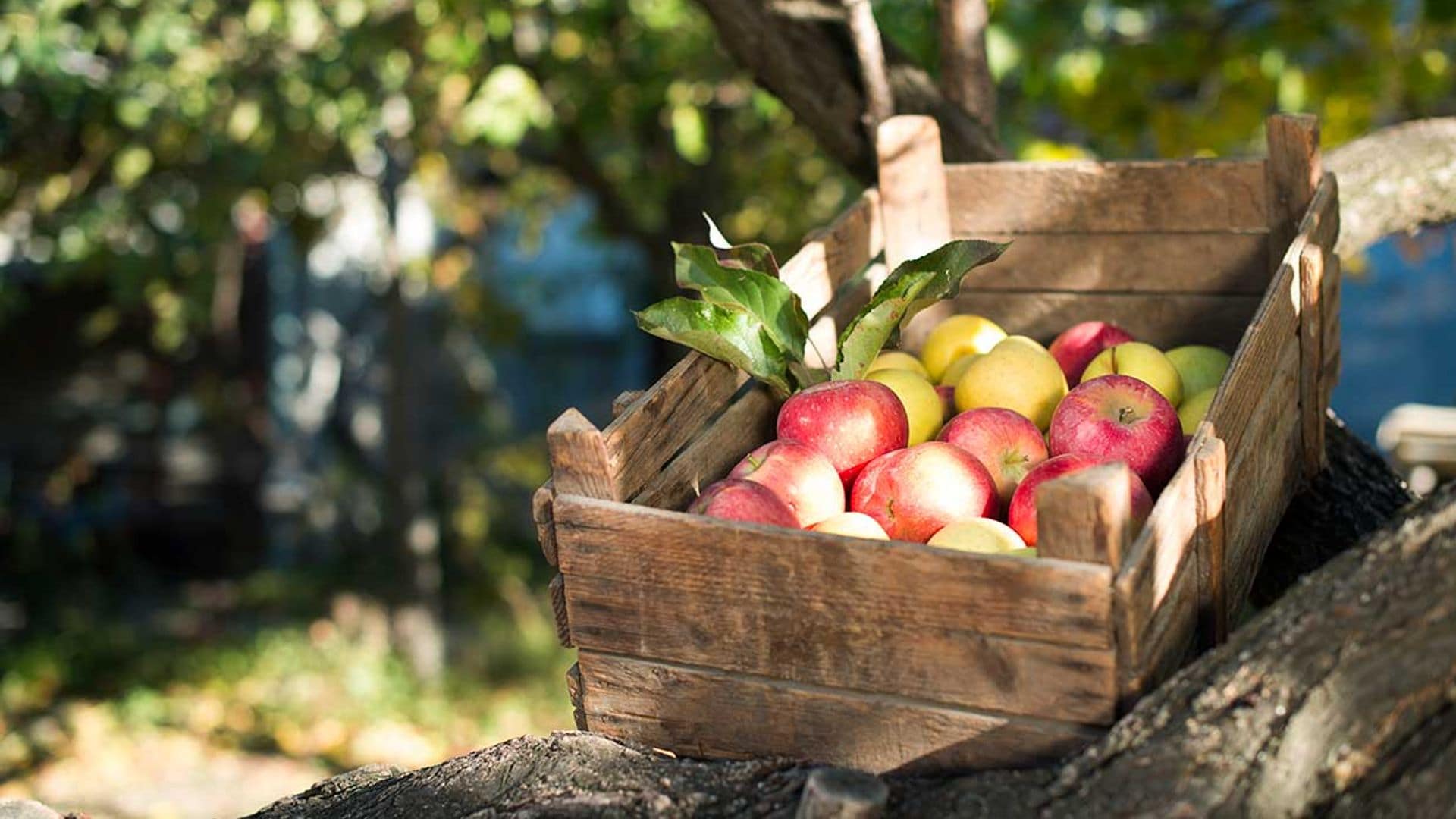 Construye un carrito de madera a medida para las frutas y verduras ¡con tus propias manos!