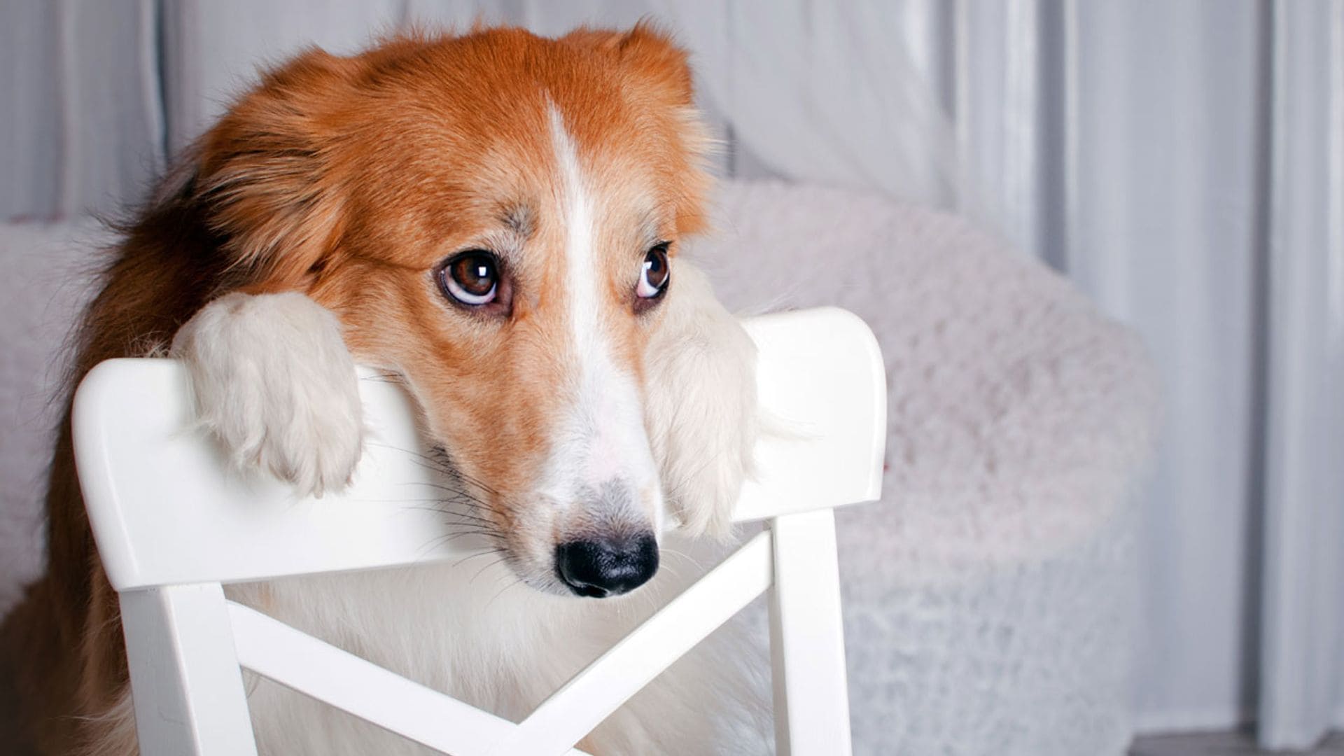 Estas son las razas de perros más miedosos