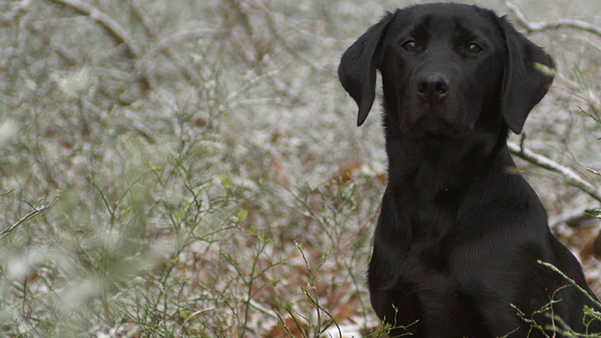 Bo, el labrador que se perdió y regreso a casa con una peculiar amiga