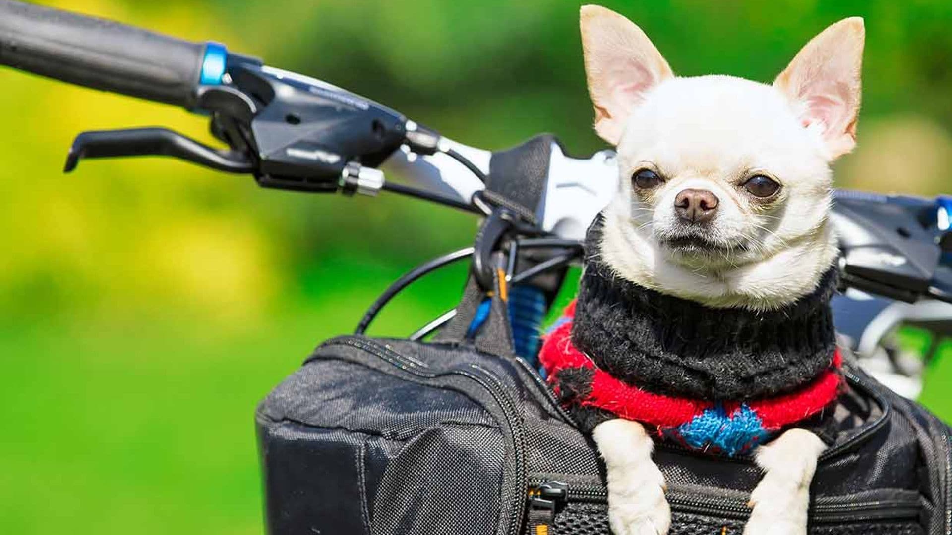 ¿Por qué los perros pequeños parecen tener tan mal carácter?