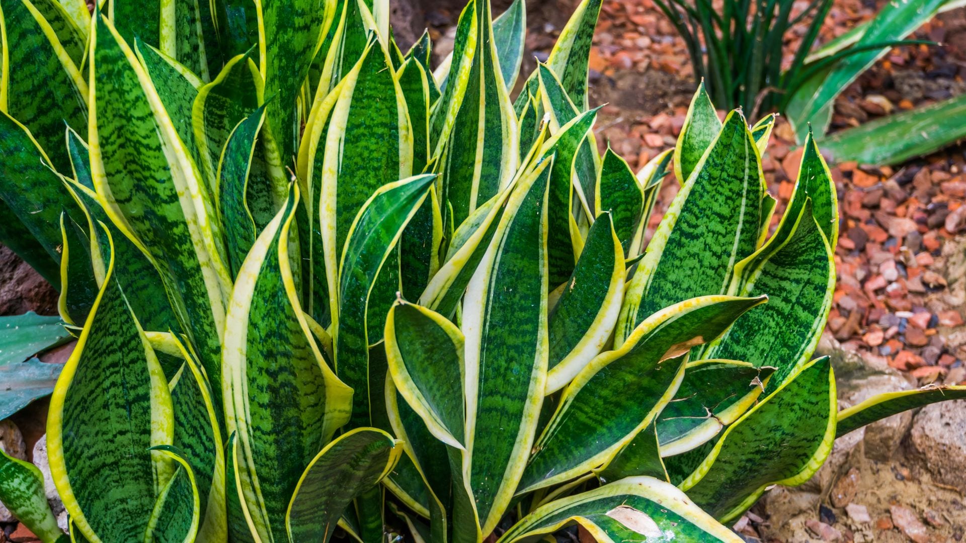 Lengua de suegra: cómo cuidar y dónde colocar esta planta para obtener numerosos beneficios