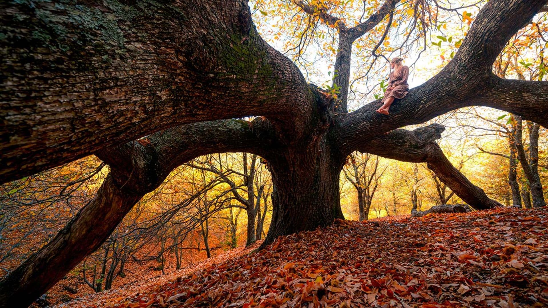 España en 14 bosques perfectos para el otoño