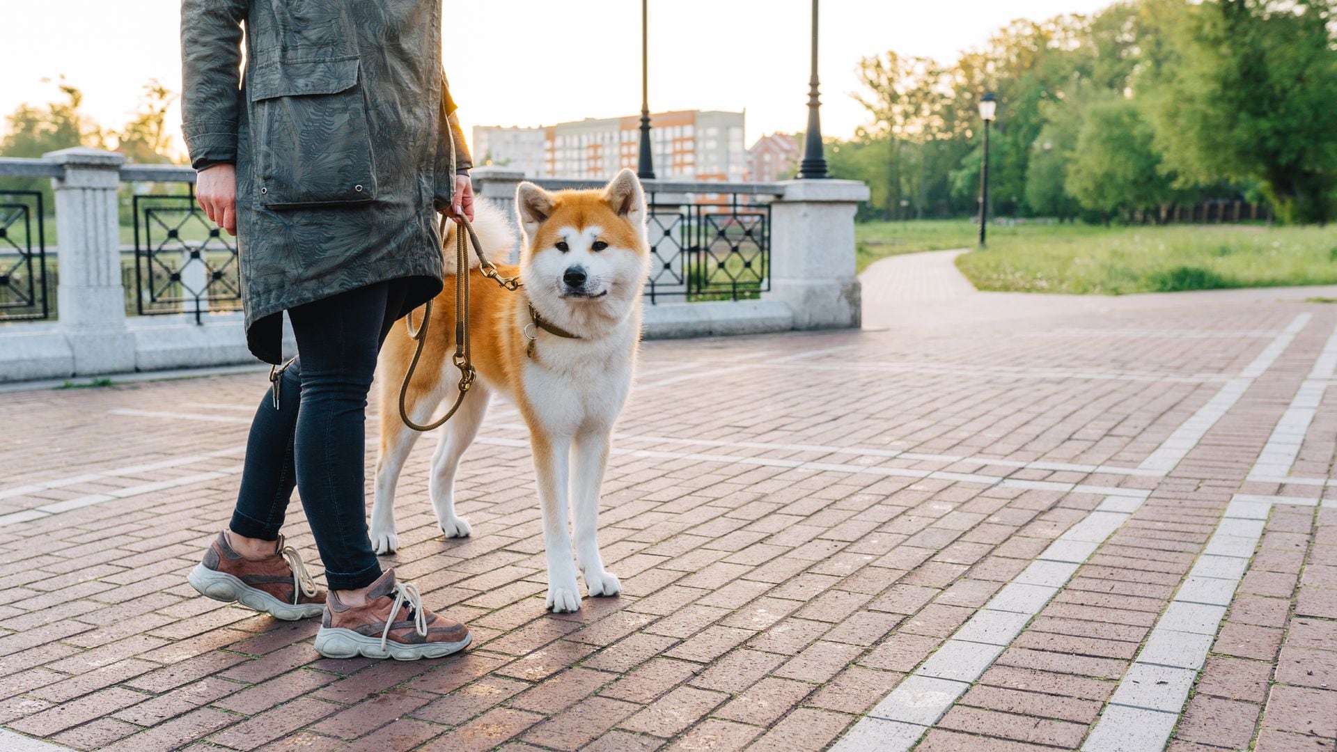 El collar antiladridos perfecto para tu perro: del más seguro al más efectivo y cómodo