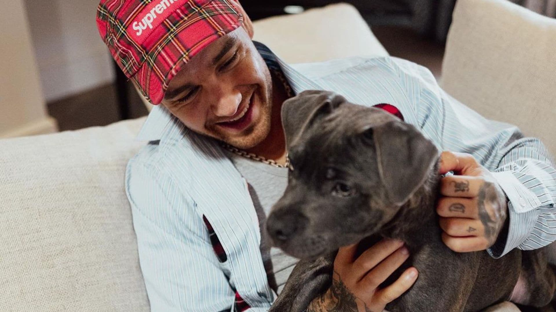 ¿Qué pasará con 'Stan', el perrito de Liam Payne?