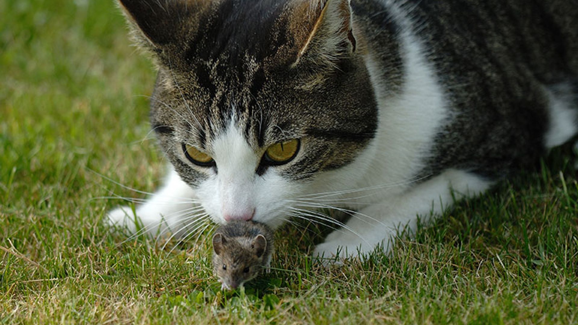 ¿Ratón que te pilla el gato? ¡En este caso, no!