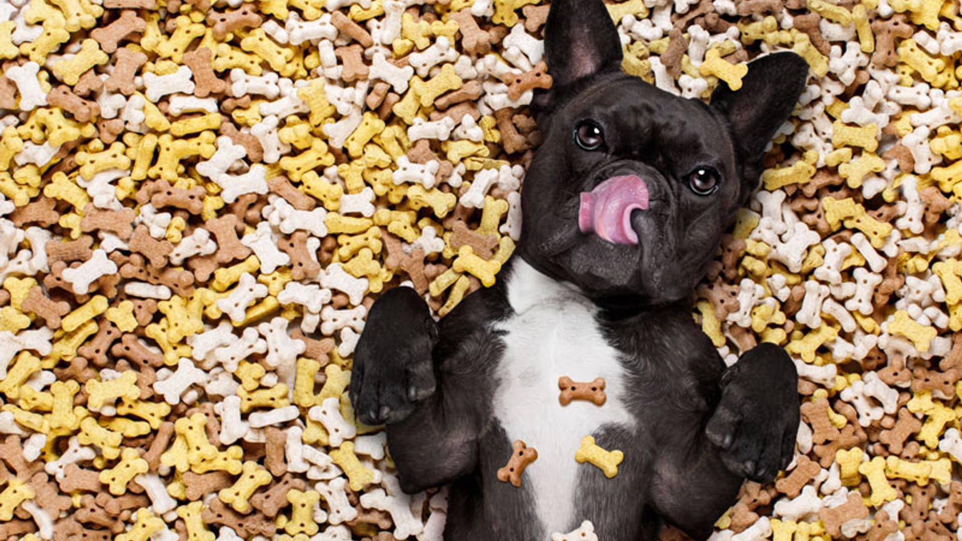 ¿Qué debes tener en cuenta para elegir la mejor dieta para tus mascotas?