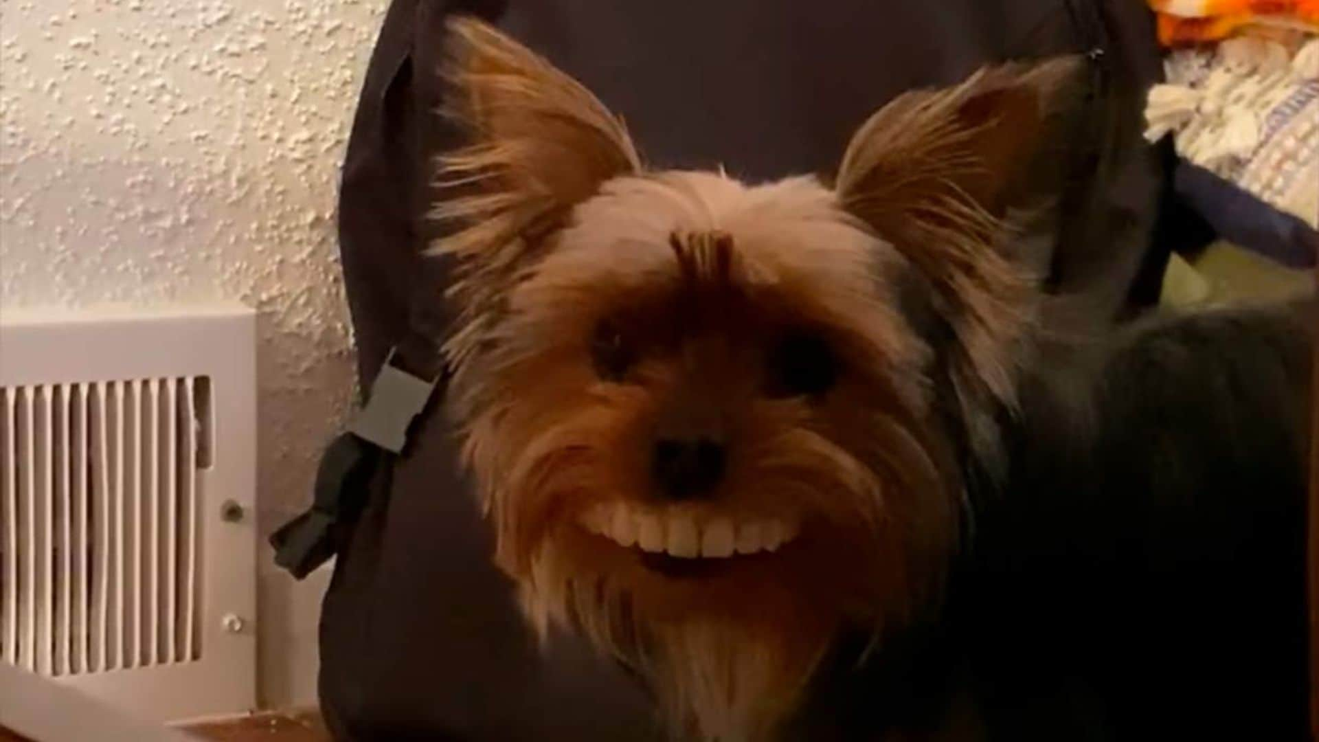 ¡Imposible no reírse! Este simpático perro ha conquistado a todo el mundo con la dentadura de su dueño