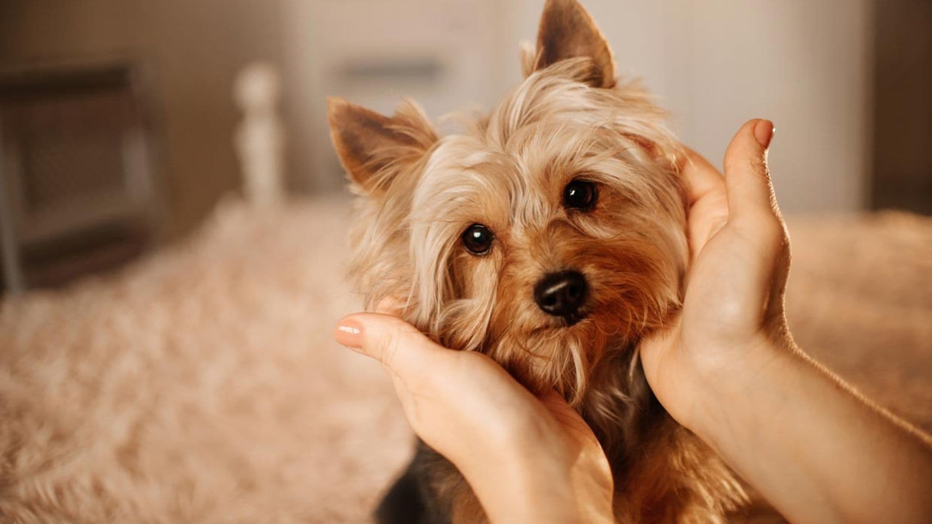 Las razas de perro más recomendables para personas con ansiedad