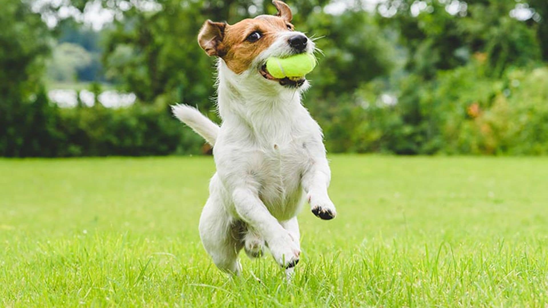 Cinco deportes que puedes hacer con tu perro