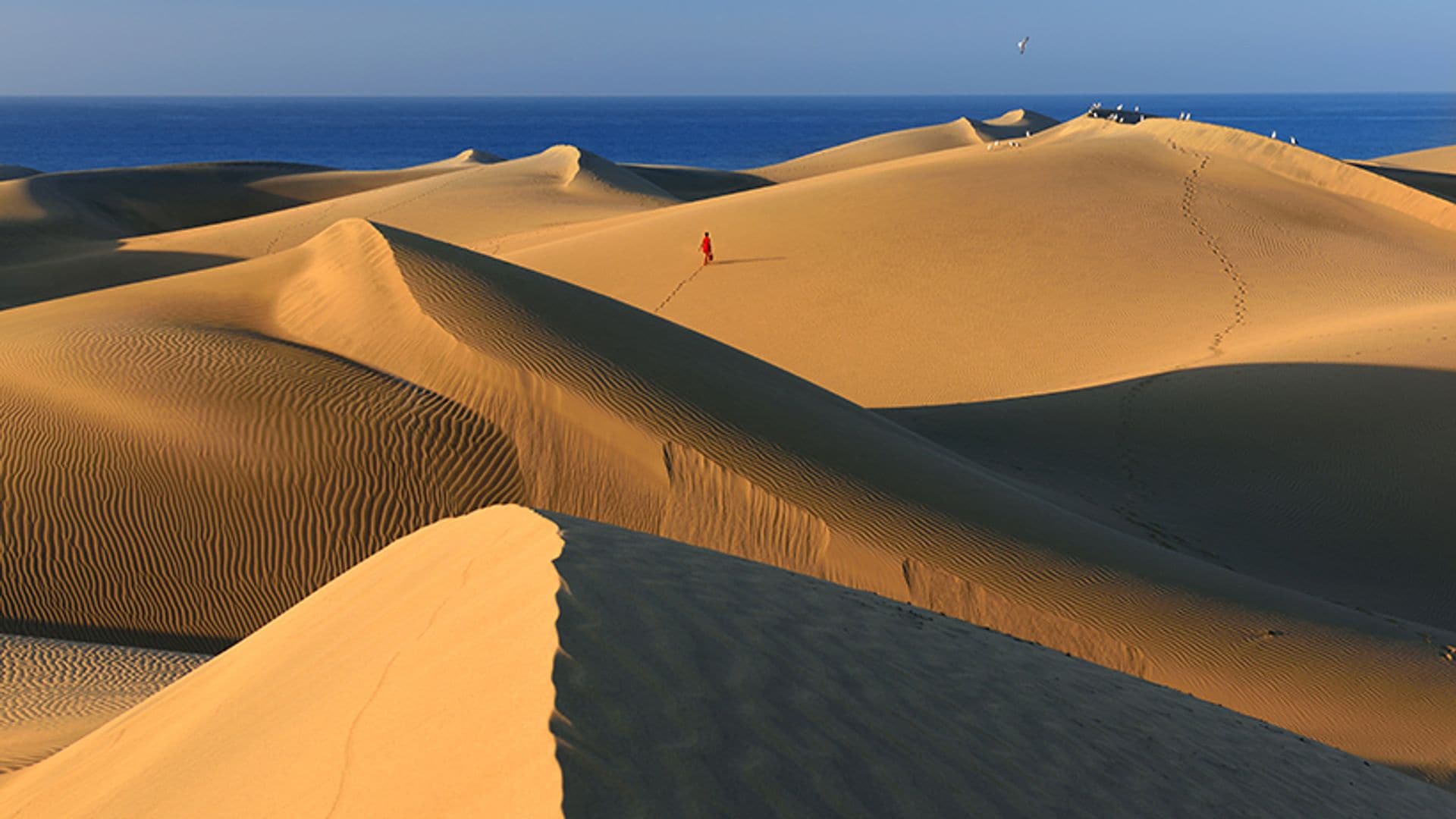 Del mar a la cumbre, una ruta en coche de Maspalomas al Roque Nublo y más allá