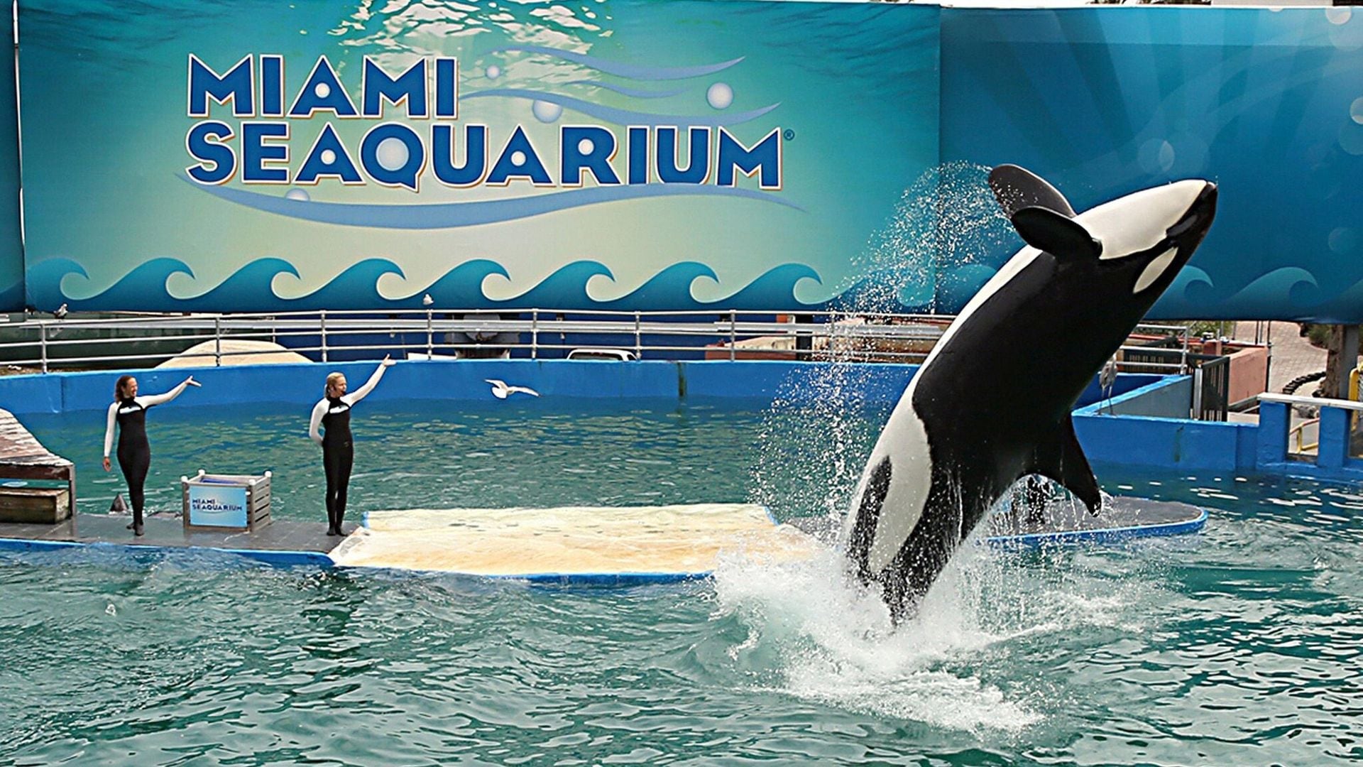 Lolita, la orca más longeva en cauteverio, será liberada tras 50 años en un acuario de Miami