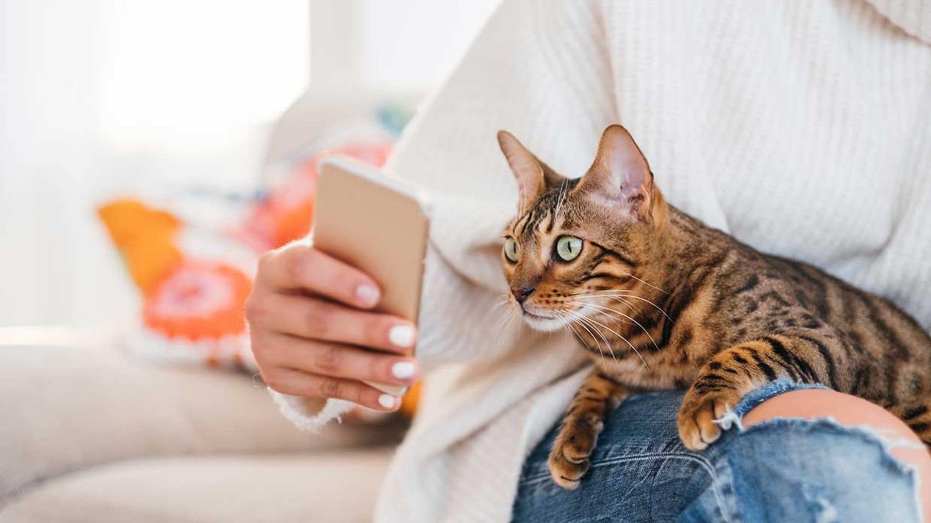 Una app puede detectar si tu gato está sufriendo dolor