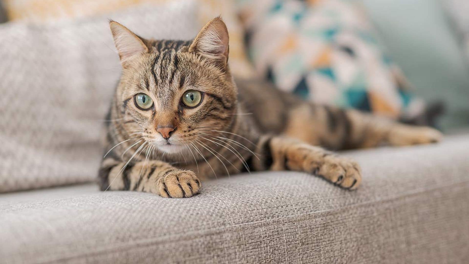 Tu gato siempre sabe donde estás, aunque te escondas