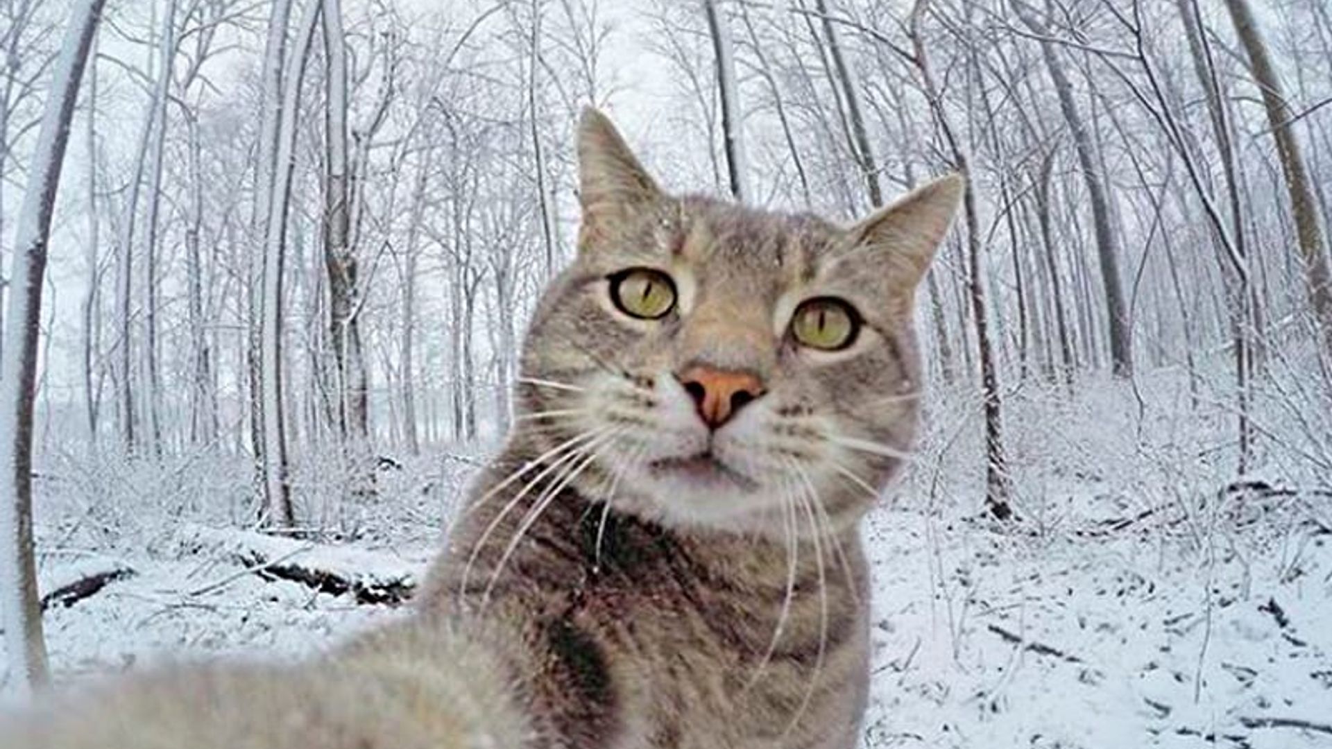 Manny, el gato famoso por sus impresionantes selfies en Instagram