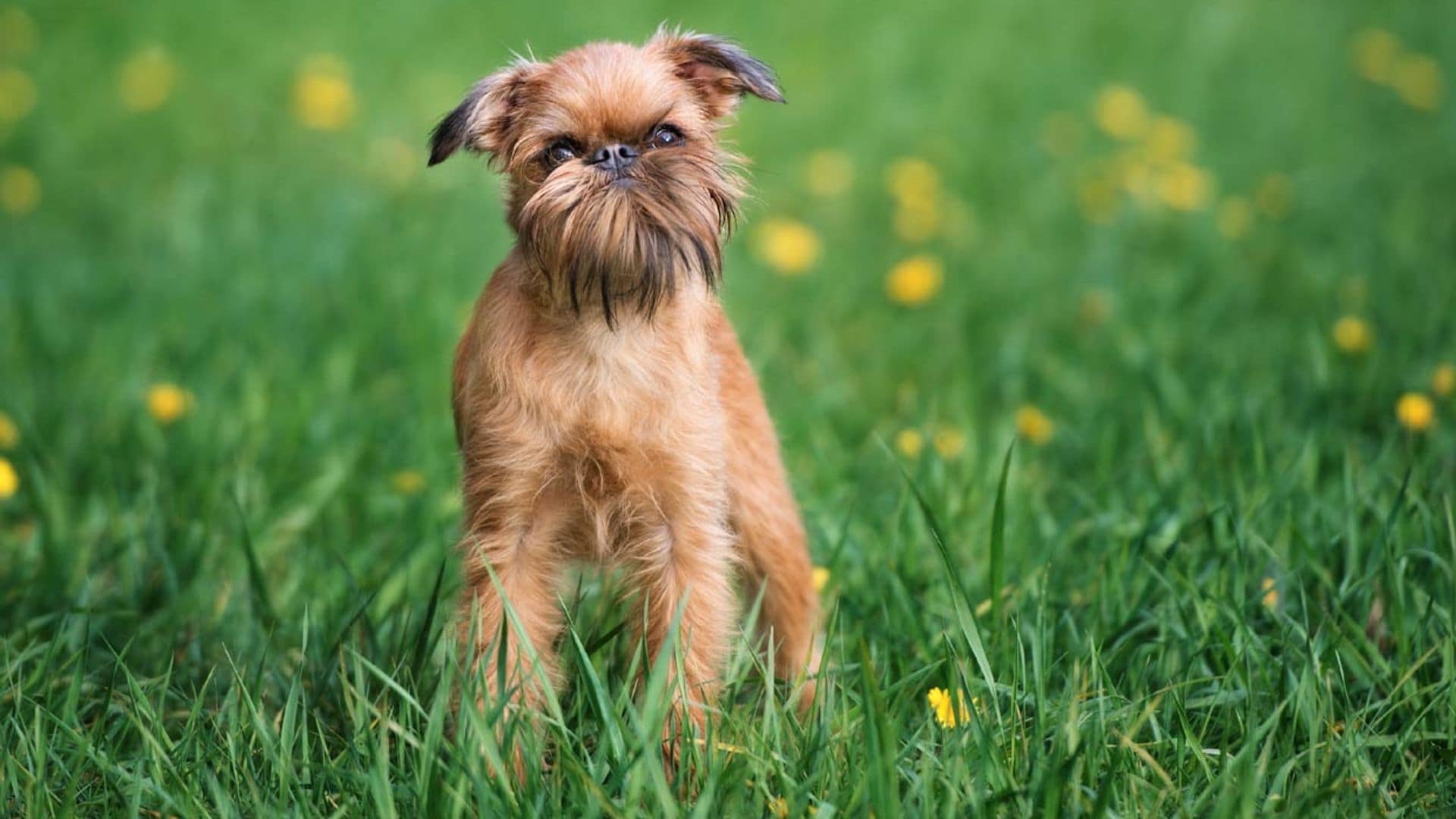 Así es el grifón de Bruselas, un perro fiel con una cara inconfundible