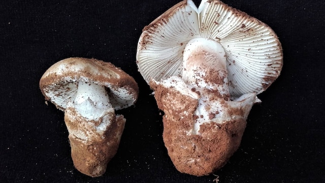 amanita ponderosa