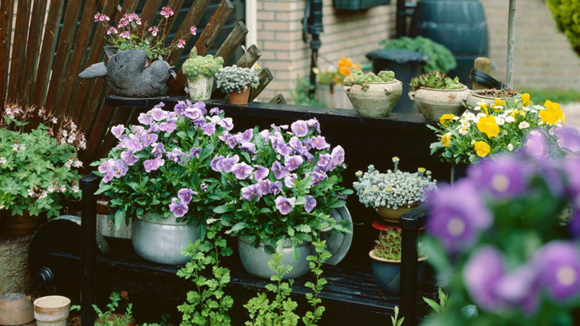 Ideas para decorar tu terraza con plantas de otoño e invierno