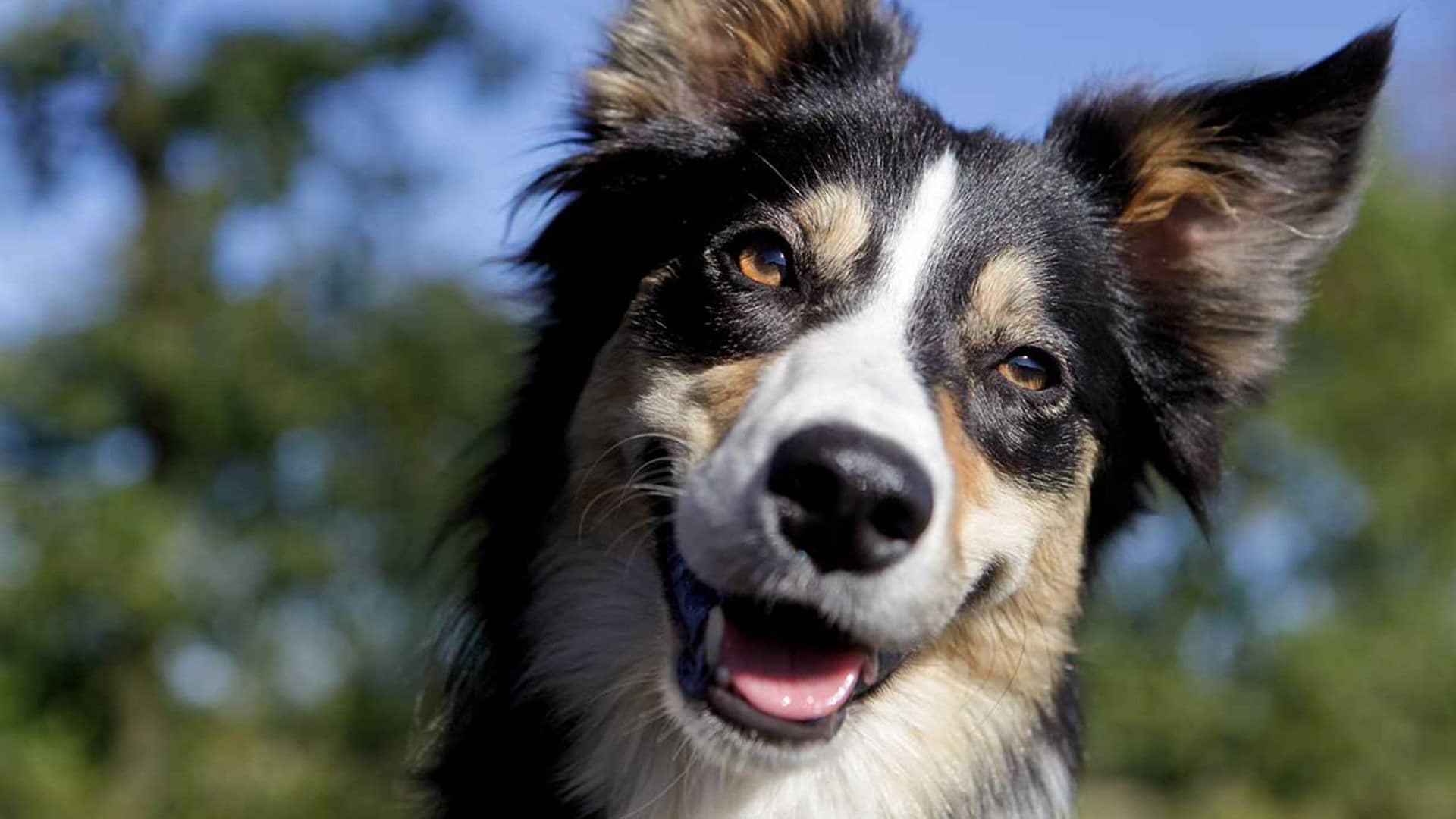 Estos son los problemas de visión que más suelen afectar a los border collie