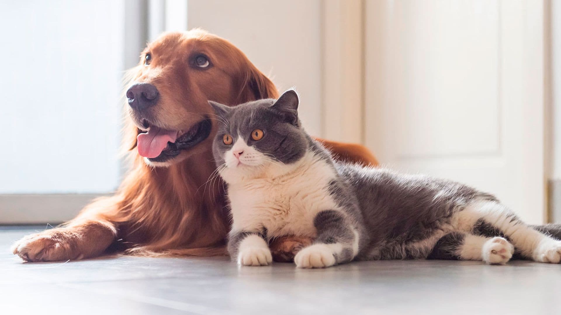 Todo lo que debes saber sobre la nueva Ley de Bienestar Animal