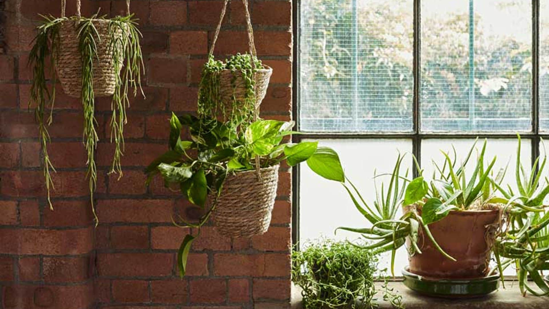 Estas plantas bajan los grados y refrescan tus estancias para que no pases calor este verano