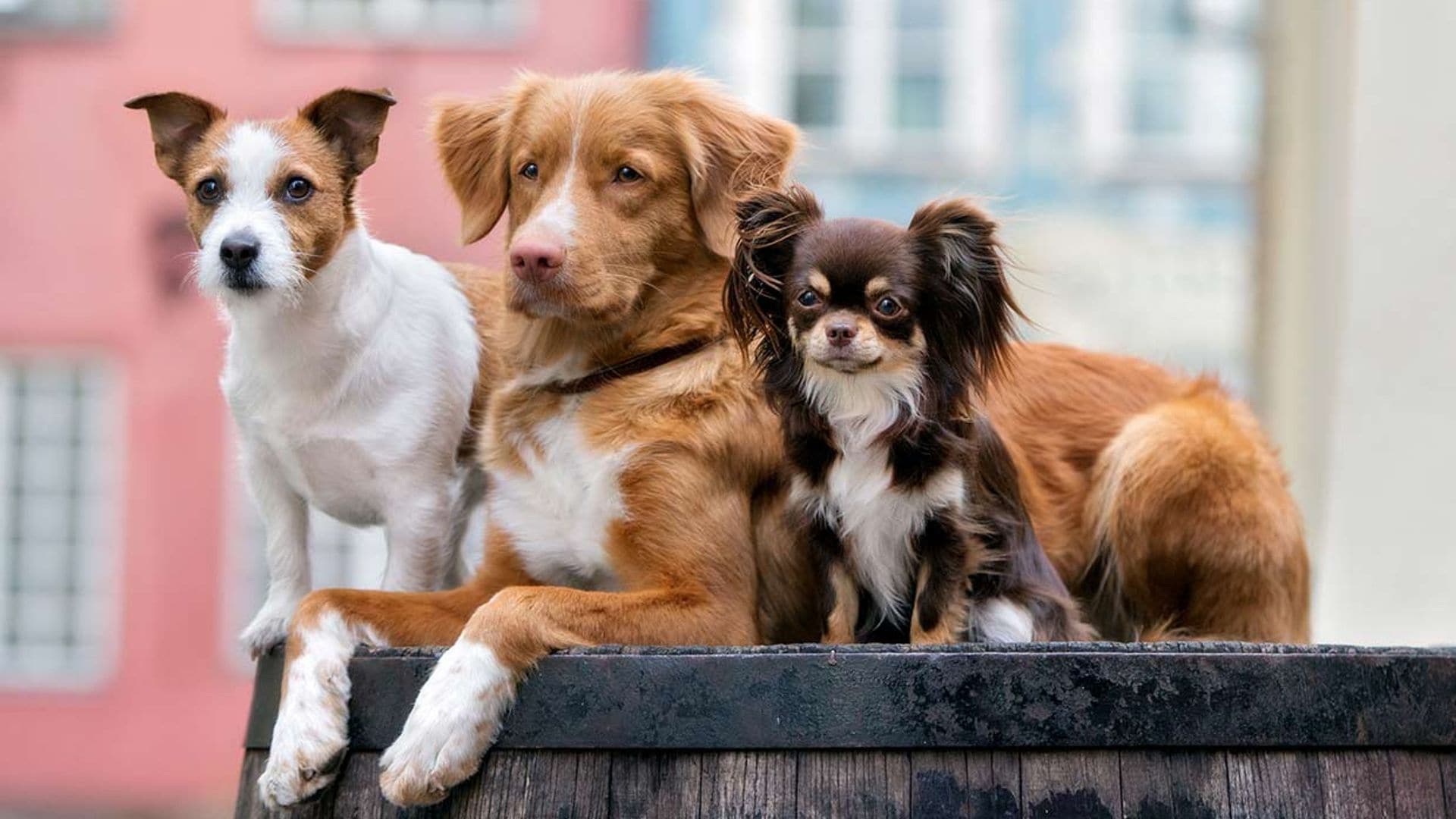 Estas son las razones por las que elegimos perros grandes o pequeños