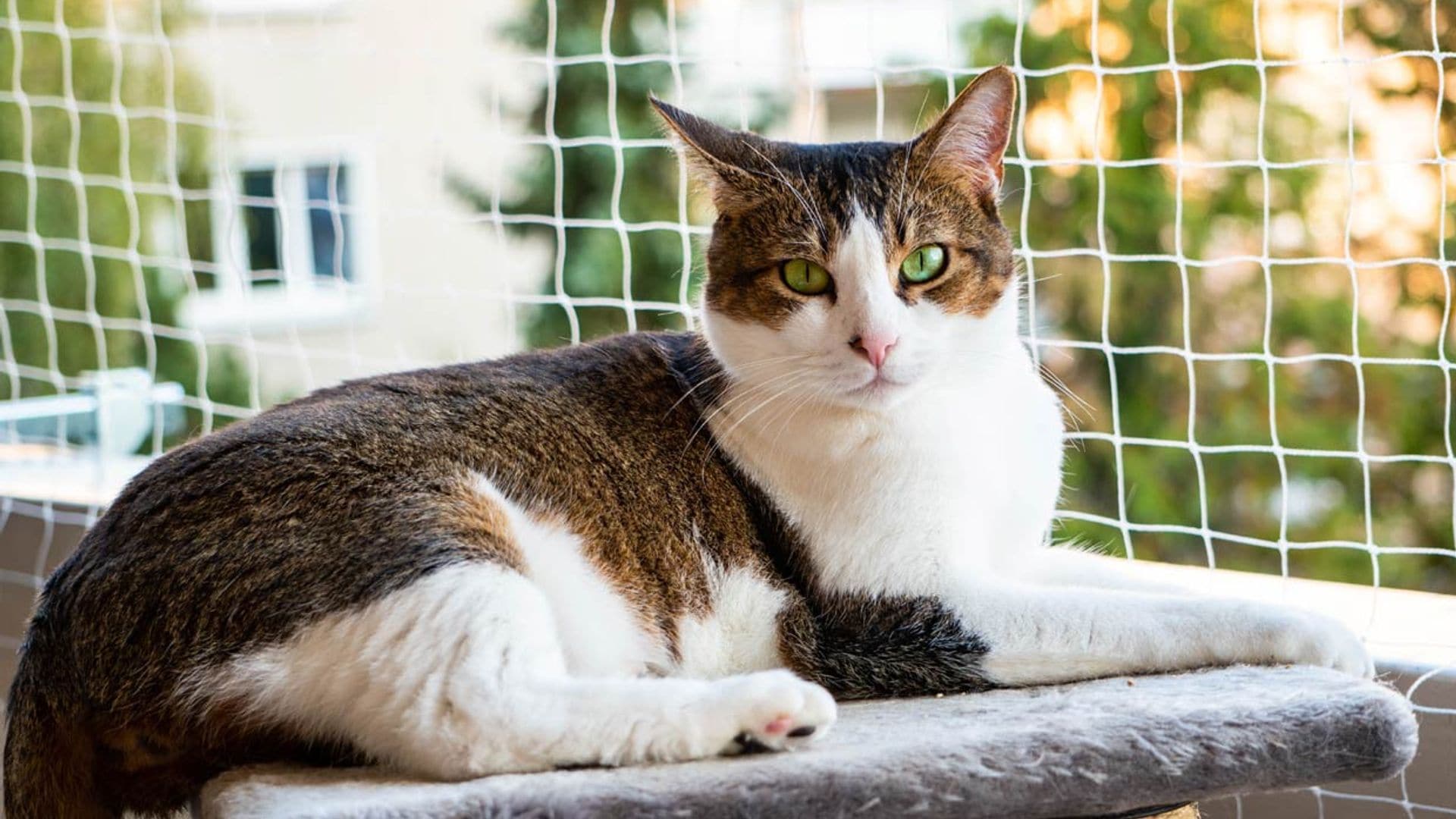 Así tienes que preparar la llegada de un gato a casa y hacer de tu hogar un lugar seguro