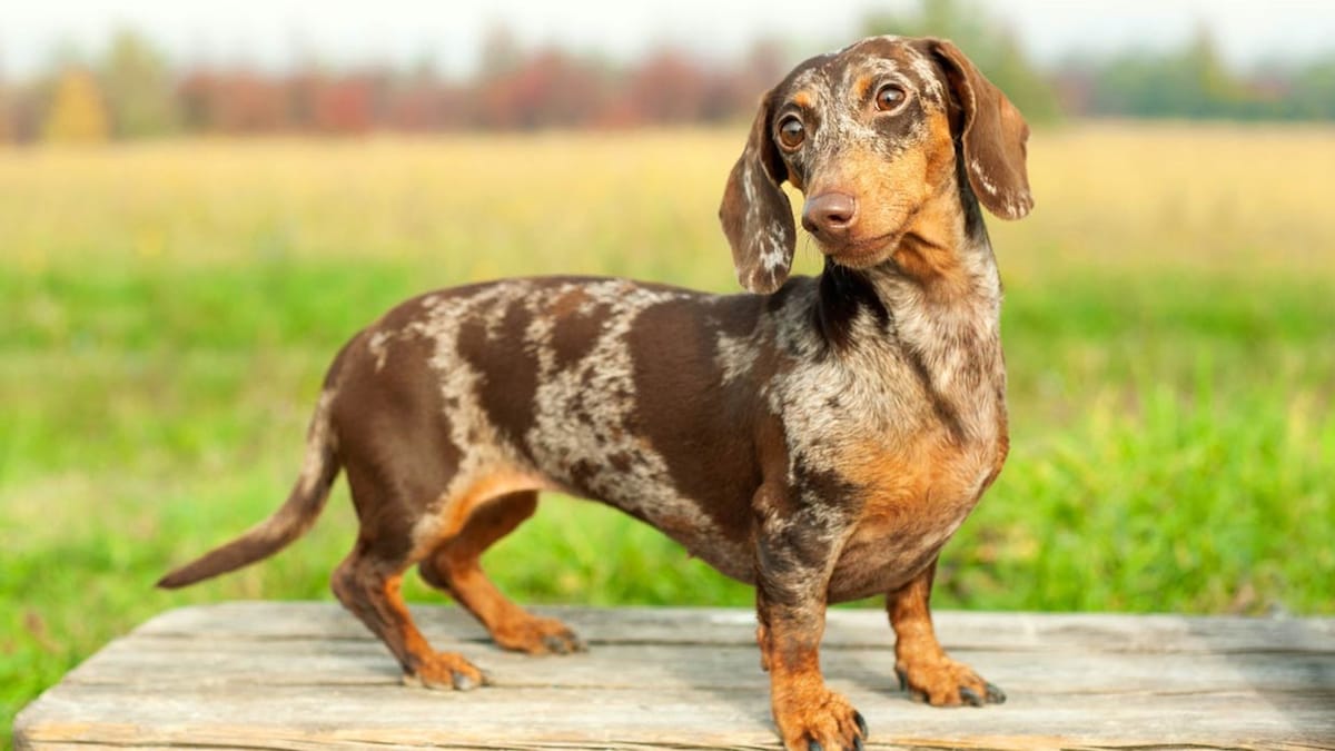 Dachshund: pequeño pero con un gran corazón