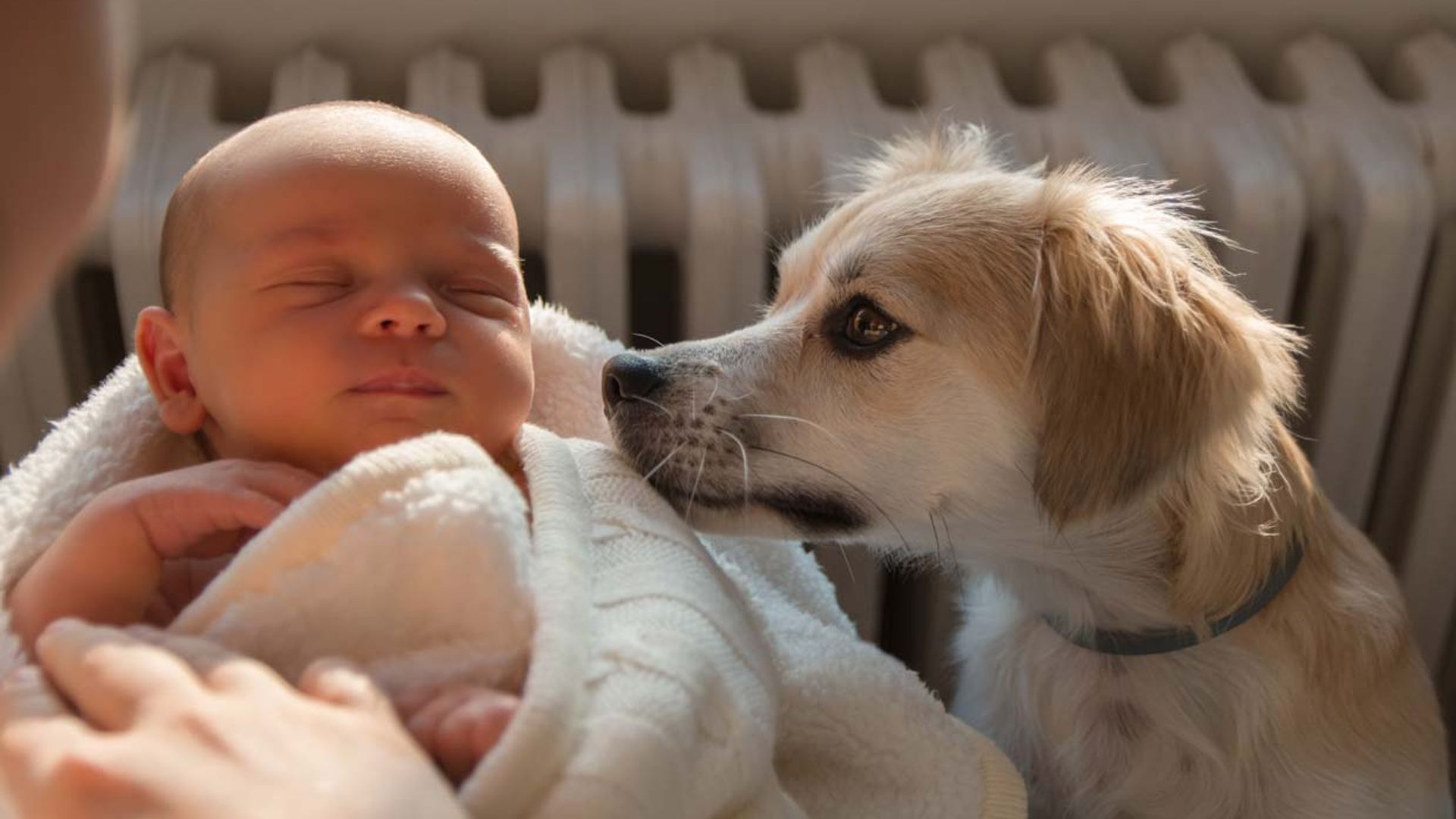 Lo que debes hacer (y lo que no) con tu perro ante la llegada de un bebé a casa