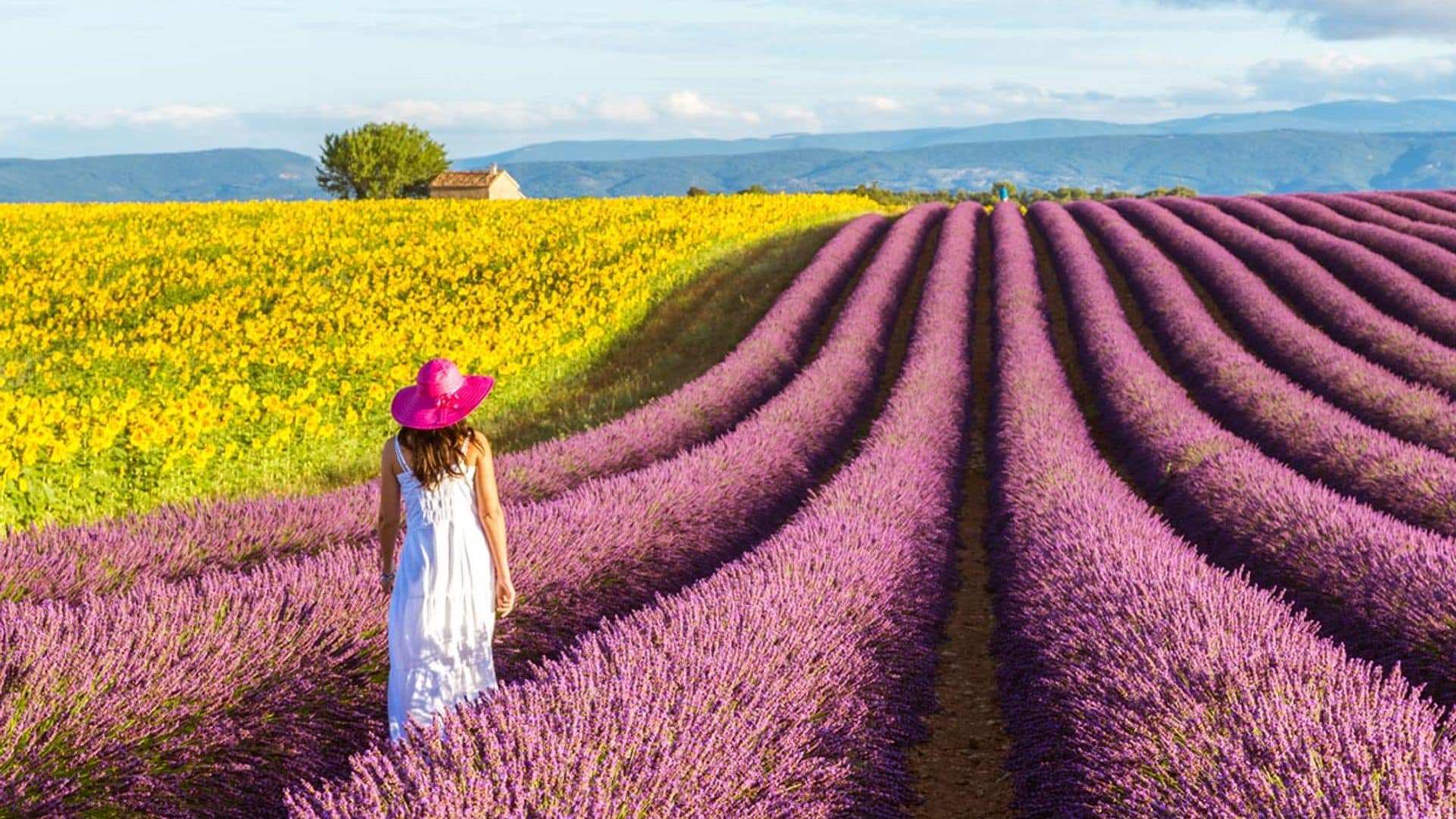 Pistas para un viaje inolvidable a la Provenza, que ha florecido la lavanda