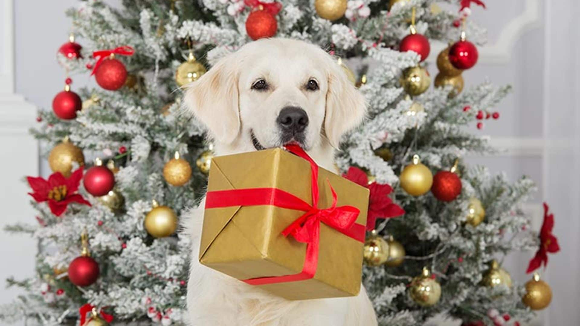 Regalos de Navidad que puedes hacerle a tu mascota