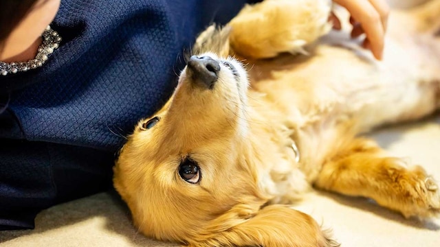 lenguaje corporal canino posturas perro felicidad amor