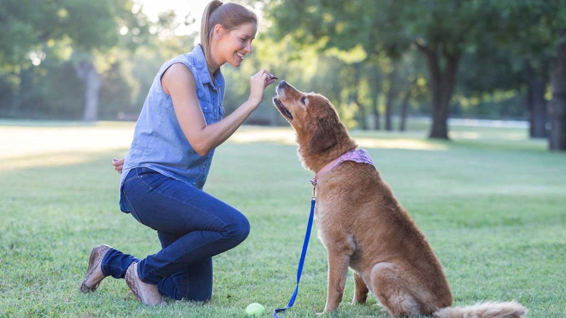 Consejos básicos para adiestrar a tu perro