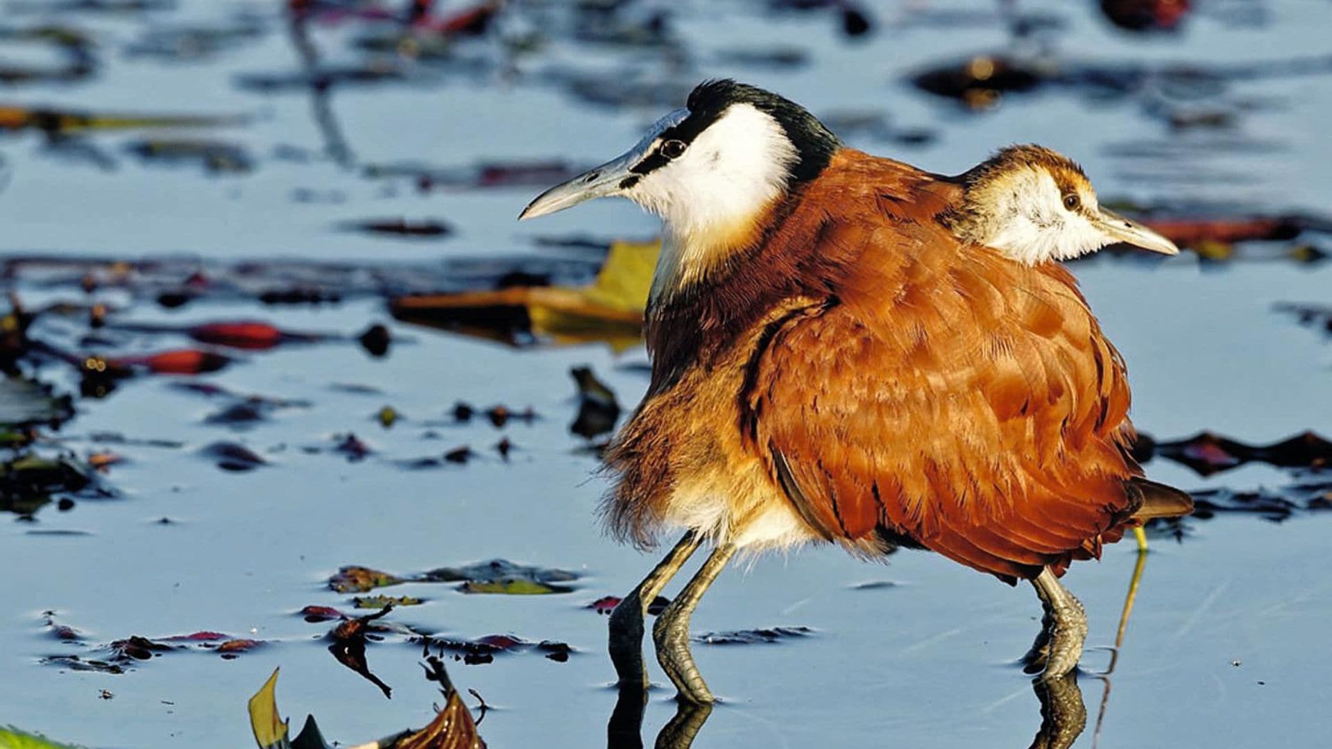 Flamencos ‘fugitivos’ y aves con ocho patas, las imágenes más fascinantes del reino animal