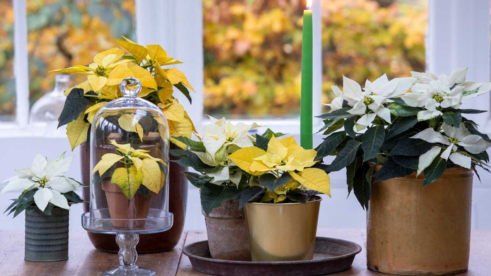 Las ideas más prácticas para decorar con plantas tu casa esta Navidad