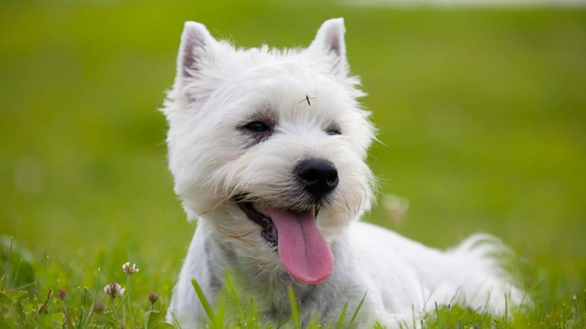 ¿Cómo saber si mi perro tiene leishmania?