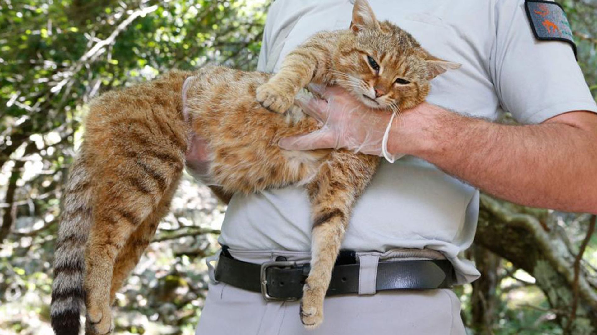 Descubren una nueva especie de felino: el gato-zorro