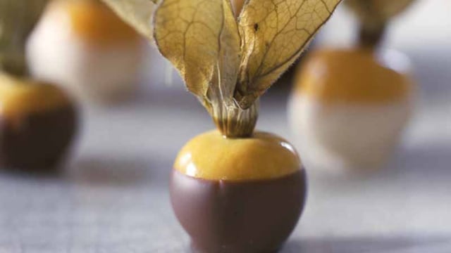 physalis choco age