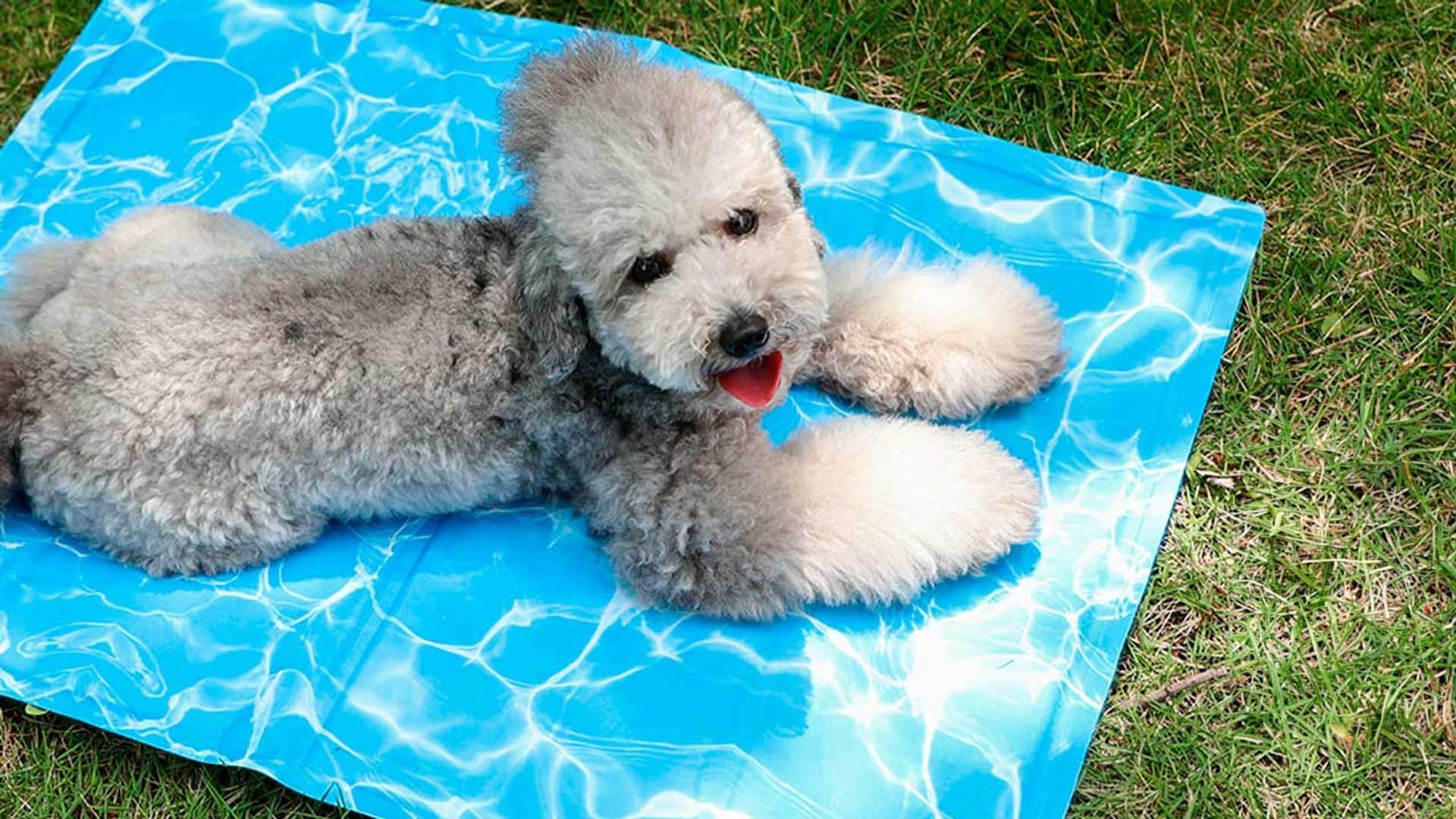 Mantén a tu mascota fresca este verano con las mantas frías para perros más vendidas