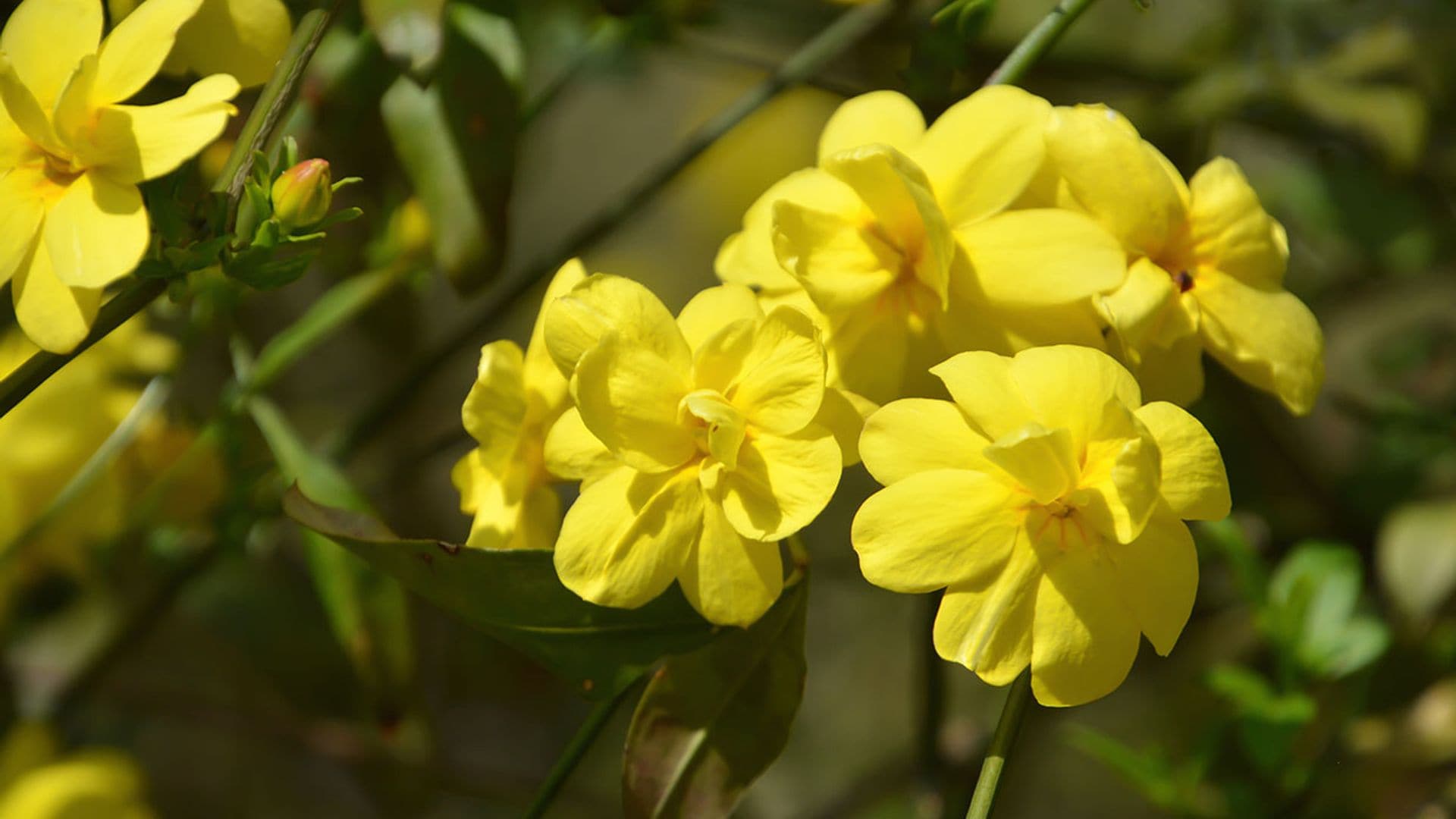 Cómo cultivar el jazmín de invierno: una flor que ama el frío