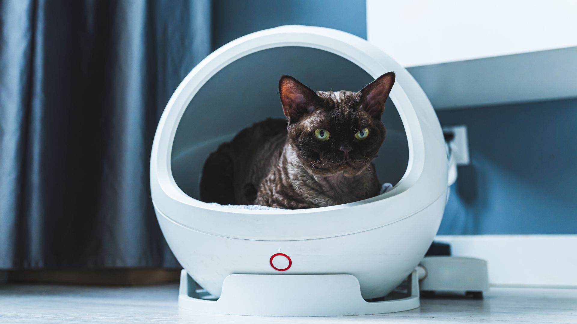 Arenero automático: la mejor solución para evitar olores y cuidar la higiene de tu gato