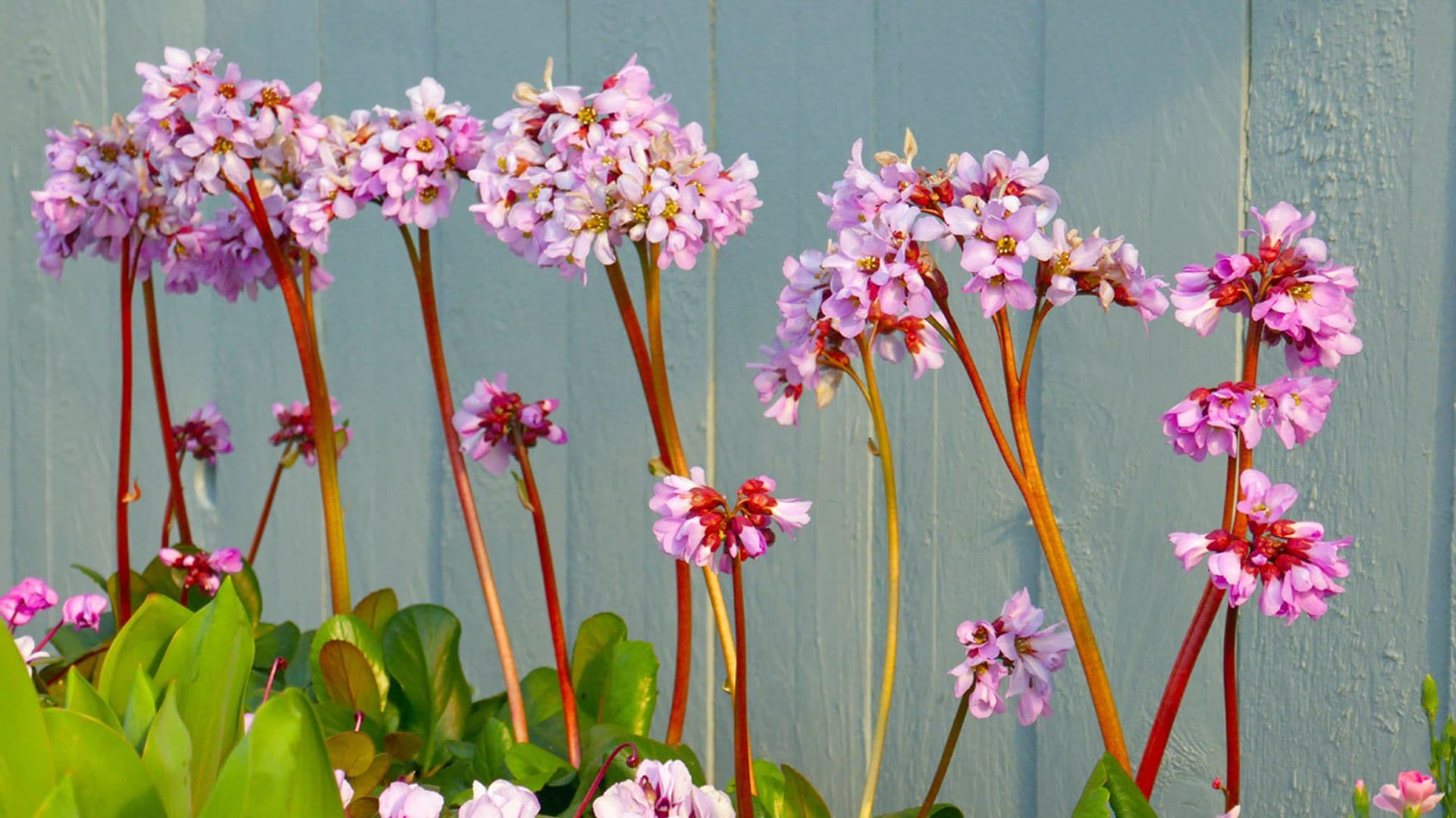 Hortensia de invierno, una bella planta con flor ideal para jardineros atareados