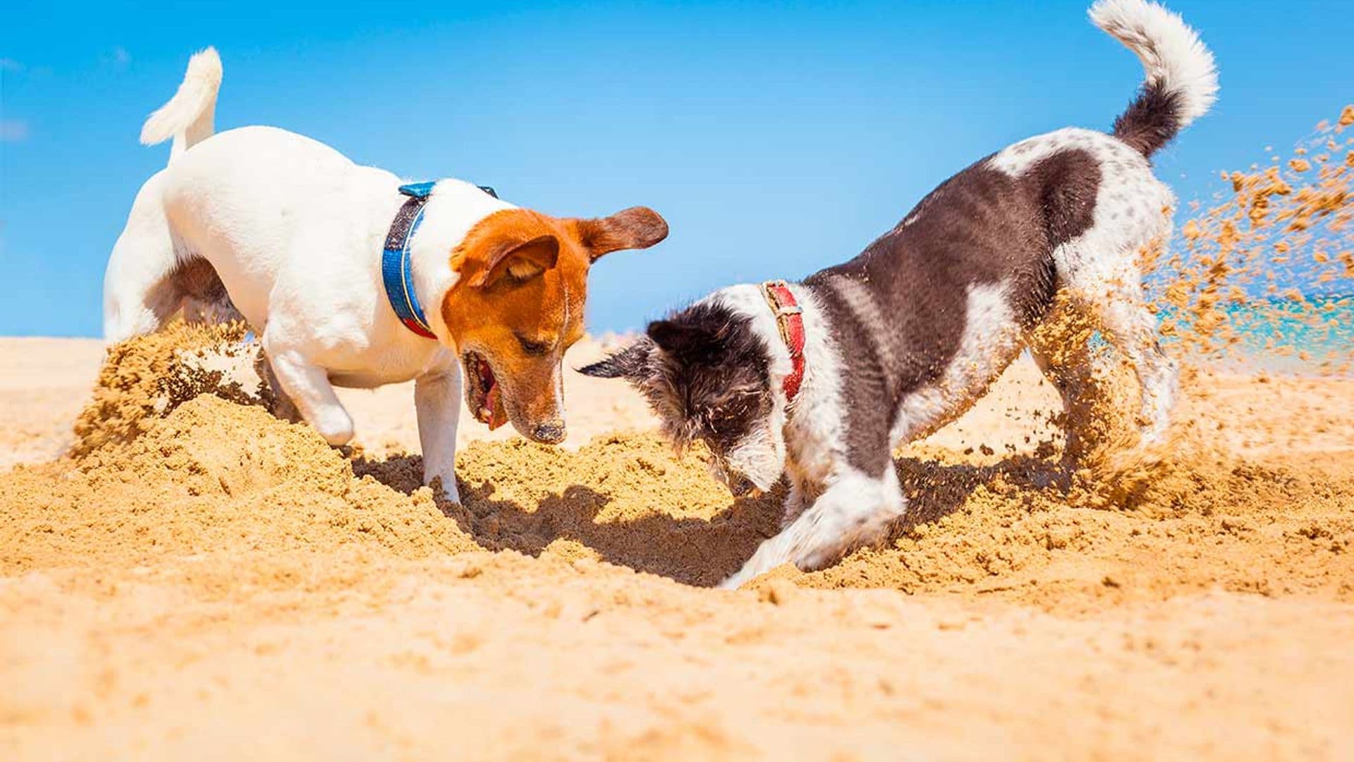 motivos de perros para girar en circulos