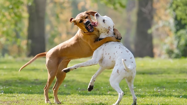 pelea perros