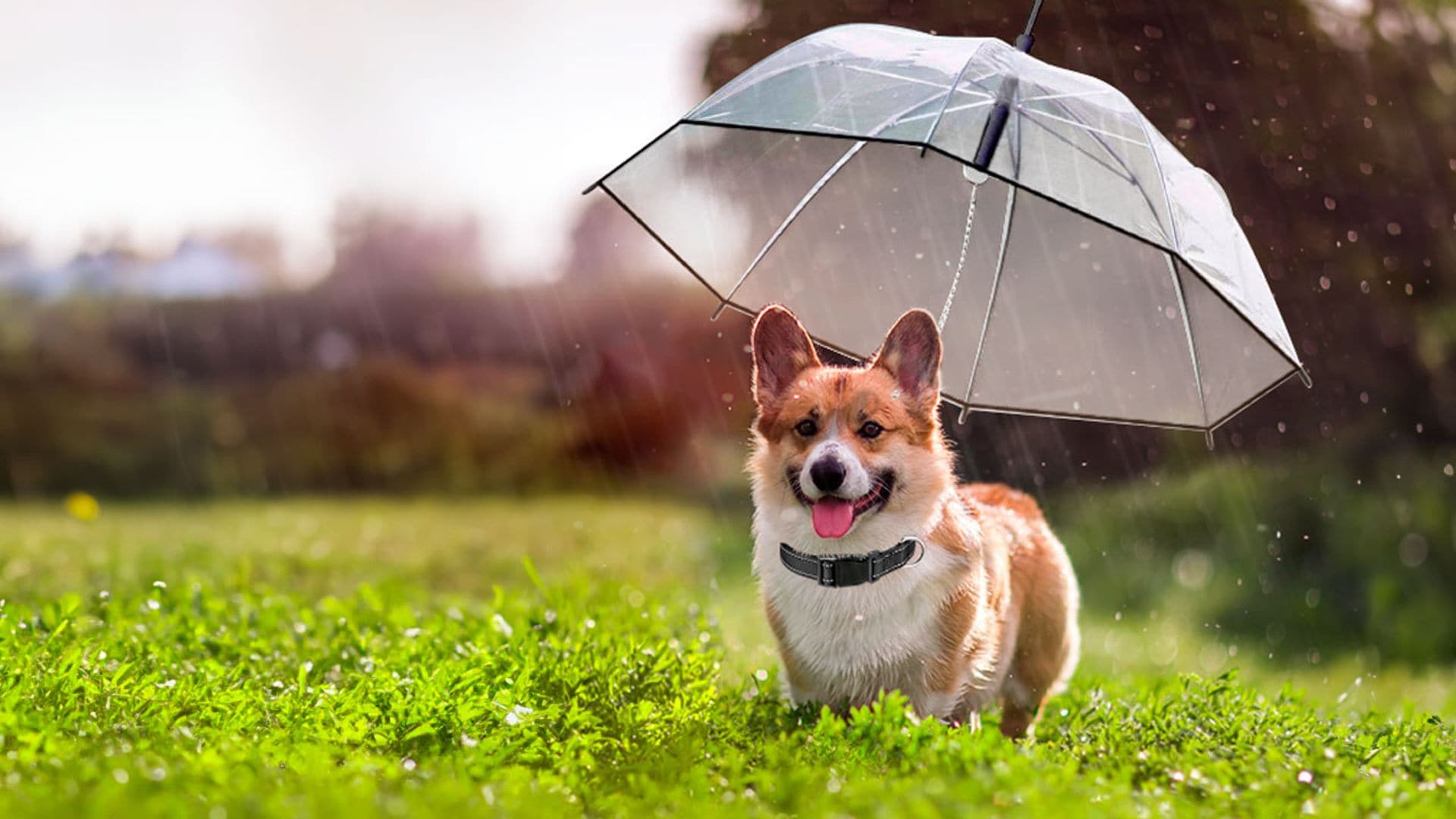 No sabía que necesitaba este producto para mi perro hasta que lo descubrí