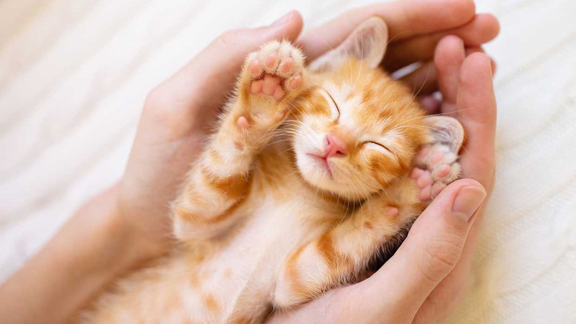 10 razas de gato que son puro amor