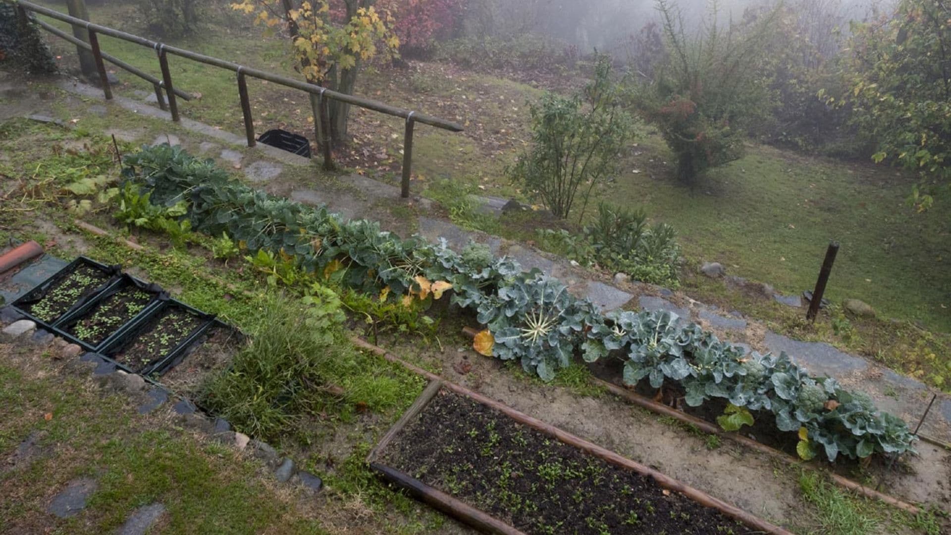 El huerto en invierno: cultiva, cosecha y planifica la próxima temporada de hortalizas y frutas