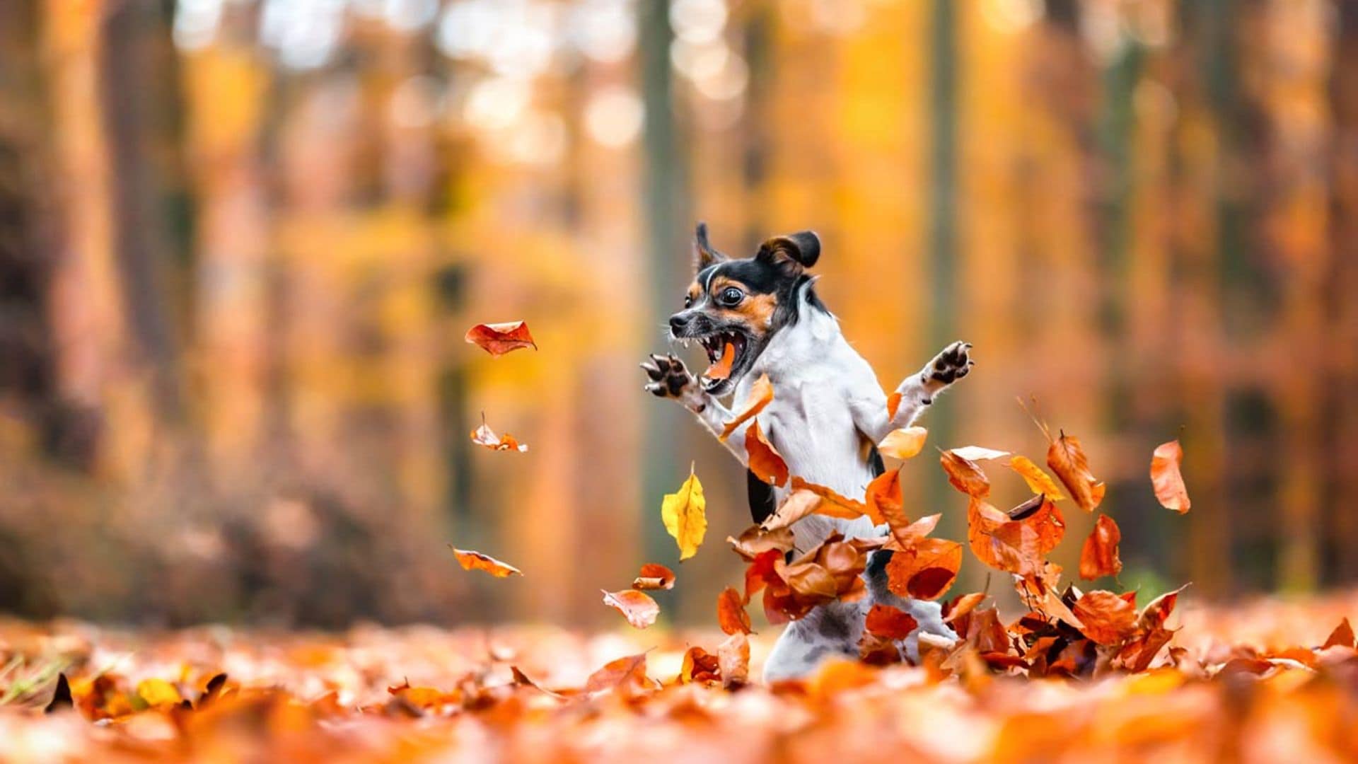 ¿Quieres echarte unas risas? Echa un vistazo a estas divertidísimas imágenes de mascotas