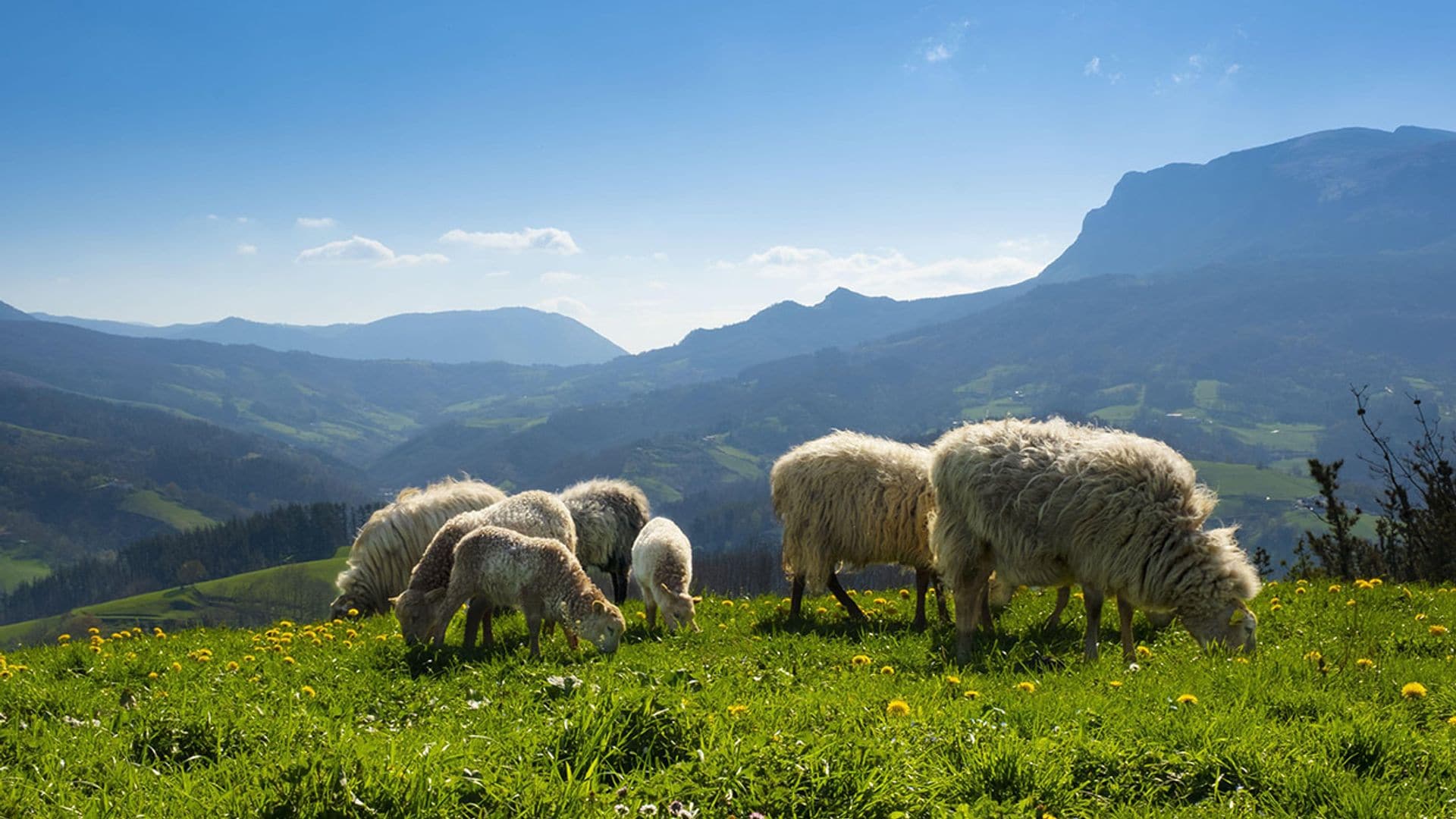 Entre ovejas latxas y tirolinas por los Pirineos navarros