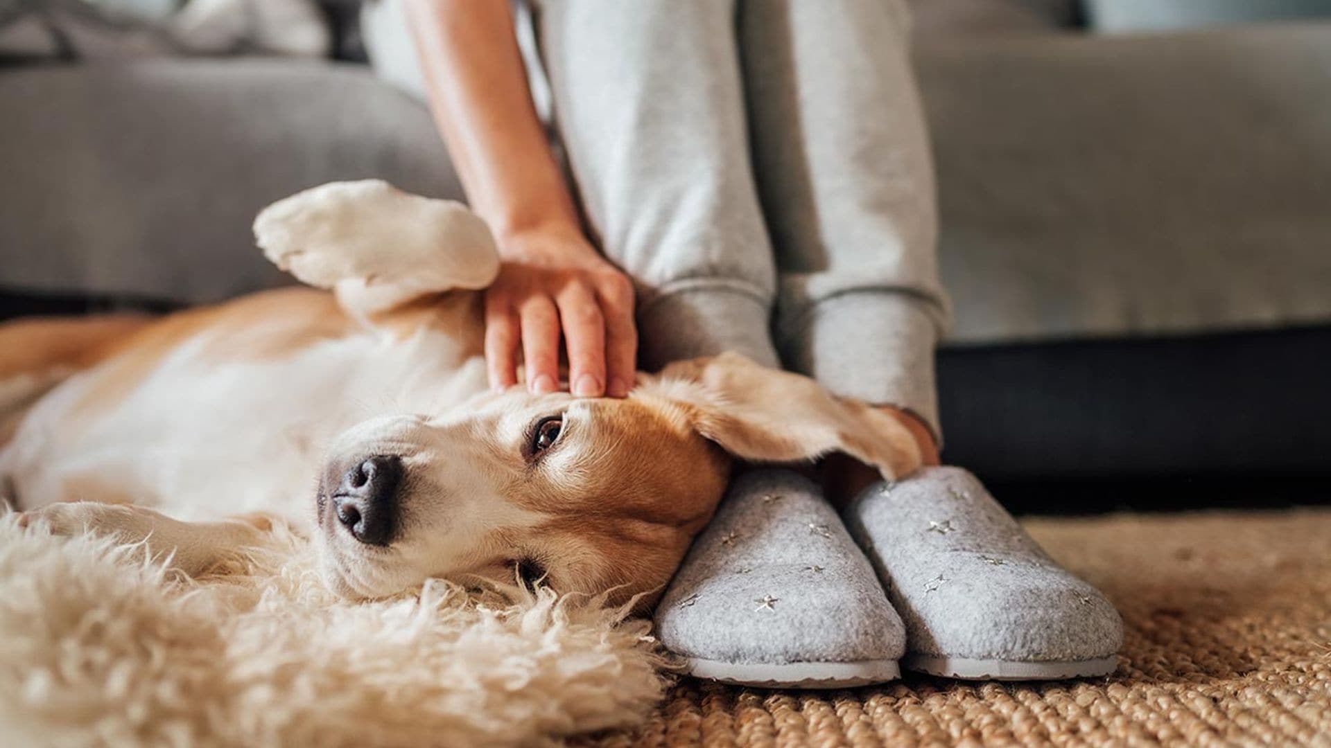 beneficios acariciar perros gatos mascotas reduce estres ansiedad