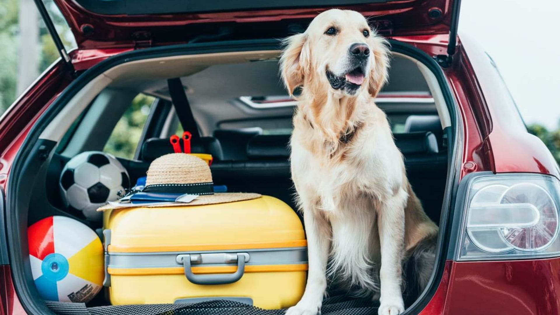 Todo lo que debes tener en cuenta a la hora de viajar con tu mascota